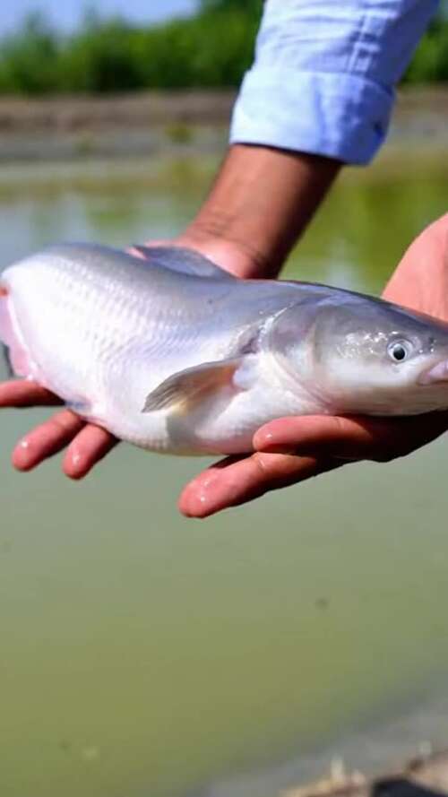 Fresh live pangasius fish from Samar Farms